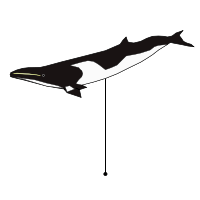 _images/minkewhale.png